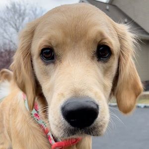 Meet your Posher, Emma